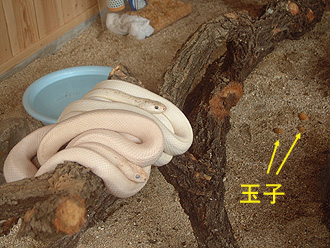 �����h�u�֐ΐ_�ЁE���ւ��_�́v